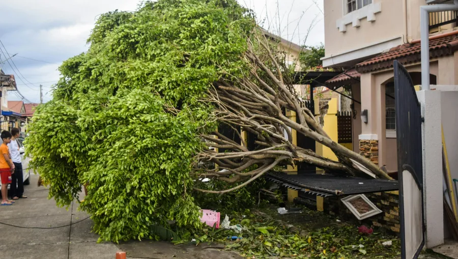 emergency storm relief tree chattanooga tn