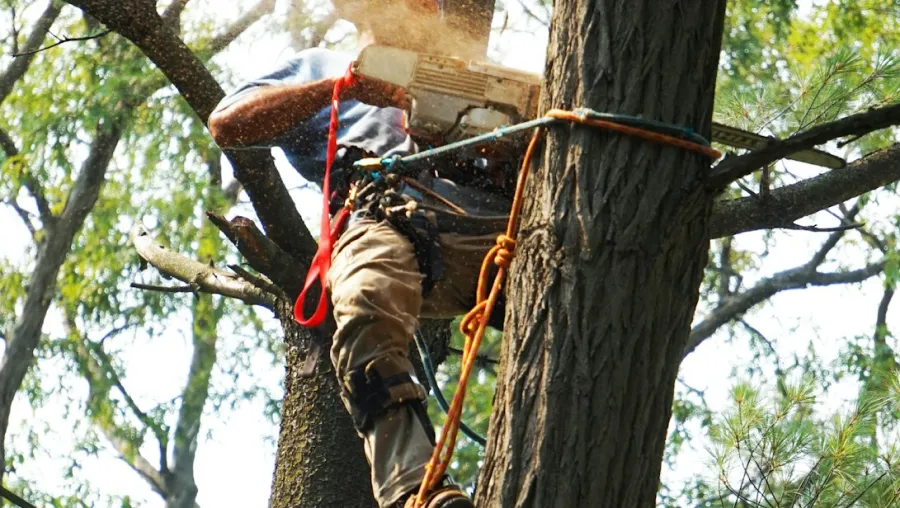 tree trim prune chattanooga tn