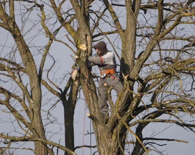 tree cutting pruning