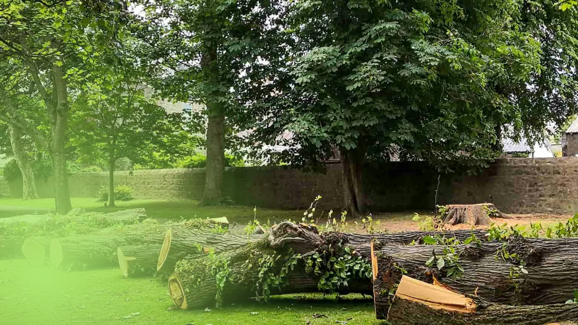 tree services removal tree trunks hero chattanooga tn